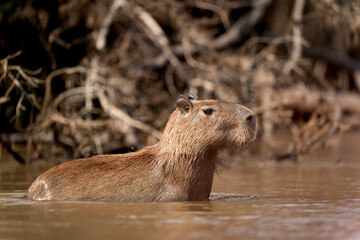 capybara in tropical Pantanal