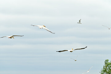 Pelicans (Pelecanidae, Pelecanus) flying with spread wings over the Danube in the Danube Delta Biosphere Reserve, Delta Dunarii near Tulcea, Wallachia, Romania, Danube Delta