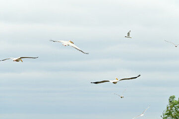 Pelicans (Pelecanidae, Pelecanus) flying with spread wings over the Danube in the Danube Delta...