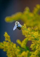 Close-up view of a honeybee hanging on yellow flowers on a blurred background of the plant