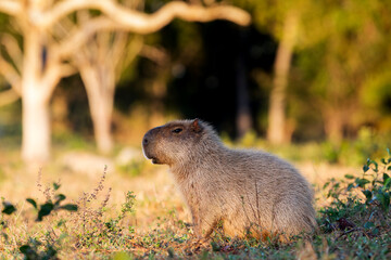 capybara in tropical Pantanal