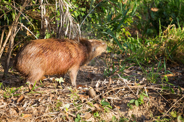 capybara in tropical Pantanal