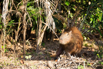 capybara in tropical Pantanal