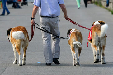Geneva, Switzerland, Europe - three St Bernard dogs on the walk, promenade along Lake Geneva shore