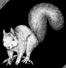 Vintage engraving isolated squirrel set illustration ink sketch. Forest background animal silhouette art. Black and white hand drawn vector image © Turaev