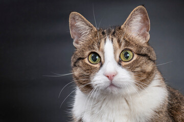 Close-up portrait of a cat on a black background. Pet photo for advertising.