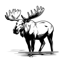 Bull Moose - obrazy, fototapety, plakaty