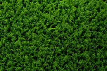 Cercles muraux Herbe Artificial grass background, top view