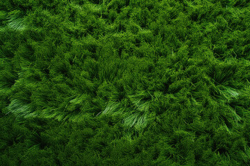 Artificial grass background, top view
