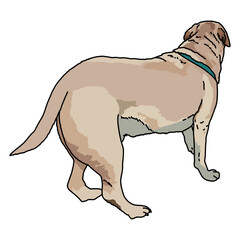 illustration of a dog