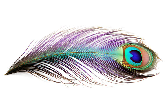 Stunning a Beautiful Marco Photograph of a Dazzling Peacock Feather Isolated on Transparent Background PNG.