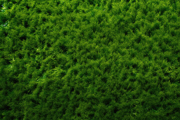Fototapeta na wymiar Artificial grass background, top view