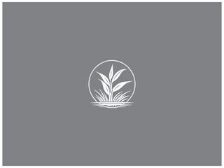 premium rice plant logo vector, vector and illustration,