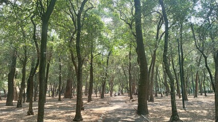 trees in the forest