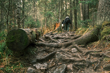 a group of tourists with backpacks go uphill through the forest.Healthy lifestyle