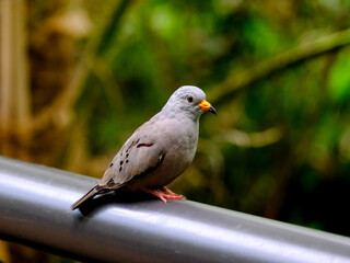 Close-up of a pretty young songbird looking for food, taken in Germany on a sunny day. 