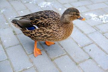 grey duck walks on the cobblestones