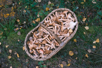 wicker basket with mushrooms on the grass in the forest in summer,top view
