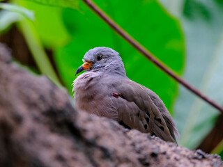 Close-up of a pretty young songbird looking for food, taken in Germany on a sunny day. 