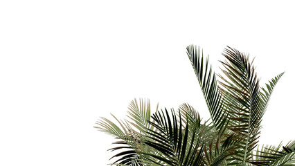 coconut leave nature transparent cut out forest isolated background 3d render.