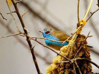 Close-up of a pretty young songbird looking for food, taken in Germany on a sunny day. 