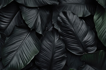 Textures of abstract black leaves for tropical leaf background. Flat lay, dark nature concept, tropical leaf.