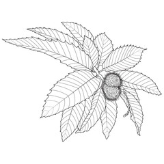 Sweet chestnut outline leaves and fruit, vector illustration. Coloring book page