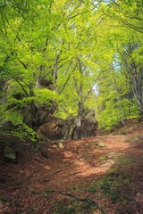 Variety of vegetation in the Carpathian forests