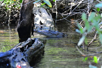 Crocodile, La Tovara, Nature preserve, San Blas, Mexico