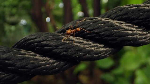 Close-up Of Leafcutter Ants On Black Nylon Rope