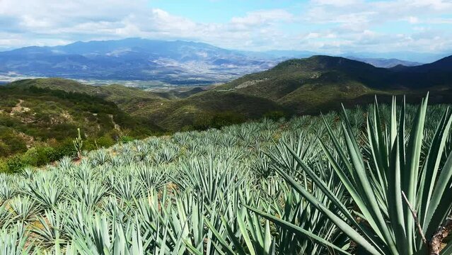 Landscape Oaxaca Mexico Agave plantation for mezcal alcoholic drink production