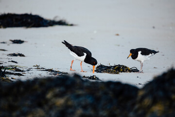 Austernfischer am Strand