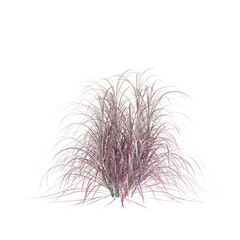 3d illustration of Pennisetum Setaceum bush isolated on transparent background