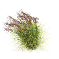 3d illustration of Miscanthus Sinensis Zebrinus bush isolated on transparent background