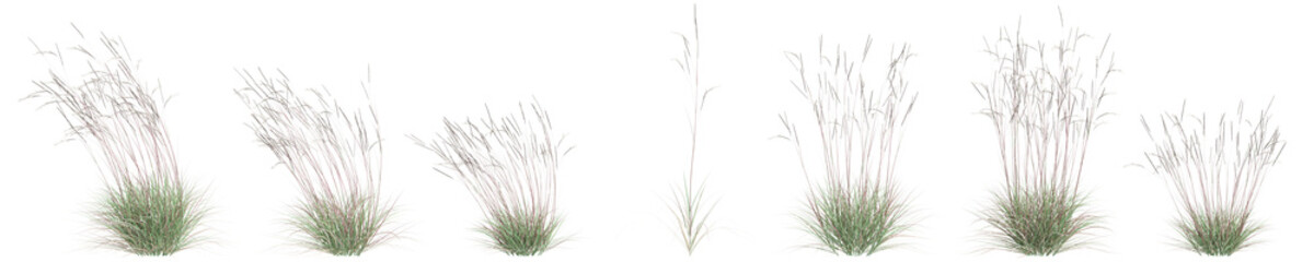 3d illustration of set Schizachyrium Scoparium bush isolated on transparent background