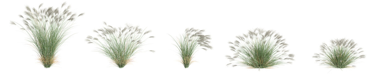 3d illustration of set Miscanthus Sinensis bush isolated on transparent background - obrazy, fototapety, plakaty