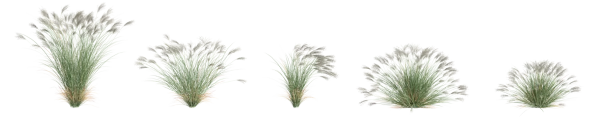 Foto op Aluminium 3d illustration of set Miscanthus Sinensis bush isolated on transparent background © TrngPhp
