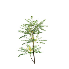 3d illustration of Mahonia confusa tree isolated on transparent background