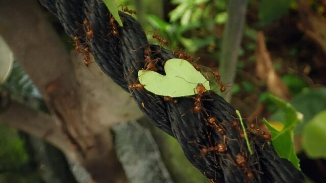 Leafcutter Ants Moving Leaves On A Nylon Rope