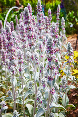 Fototapeta premium Lamb’s Ear purple flower on white stalk promising renewal of spring and hope in garden of life