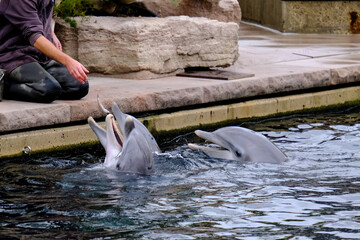 
Leaping dolphins in a show at Nuremberg Zoo, taken in Germany on a sunny day. 