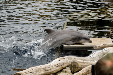 
Leaping dolphins in a show at Nuremberg Zoo, taken in Germany on a sunny day. 