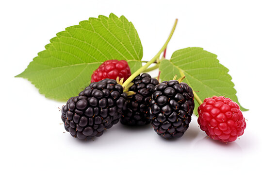 mulberry white background 