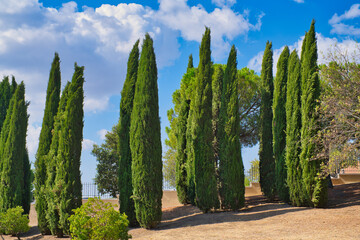 typical Tuscany, columnar cypresses in southern Italy