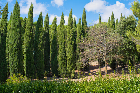 typical Tuscany, columnar cypresses in southern Italy