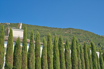 typical Tuscany, columnar cypresses in southern Italy