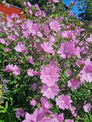 flower, flowers, nature, pink, garden, purple, spring, plant, blossom, bloom, summer, flora, blooming, floral, beauty, color, petal, field, violet, season, beautiful, park, bush, leaf, red