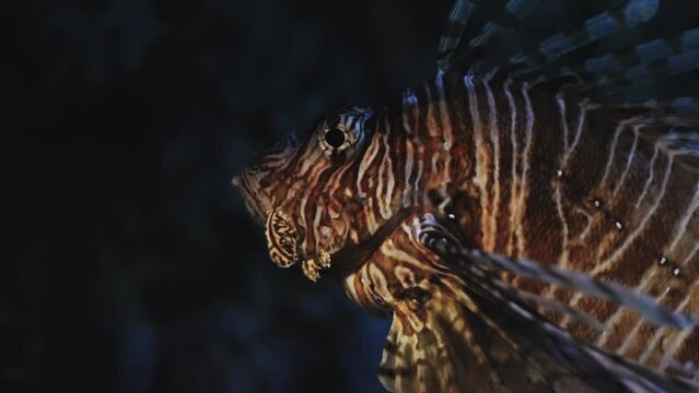 Lionfish Illuminated By Light In The Deep Sea