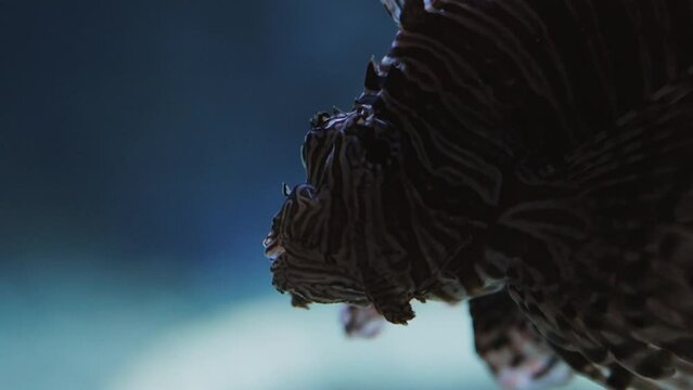 Colorful And Ornate Lionfish Close-Up