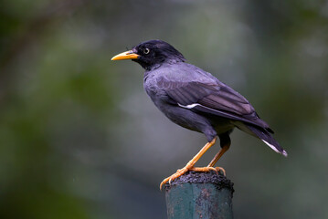 Common starling perched on an iron pole
